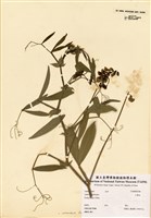 藏品(香豌豆屬)的圖片